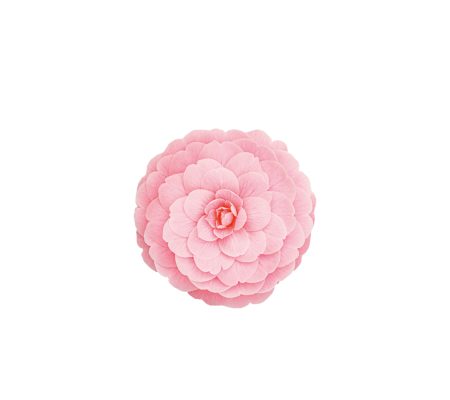 tsubaki-300x300_1126048730